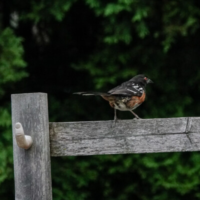 Towhee in the backyard,. Summer 2022 Another Towhee, leaving the scene.