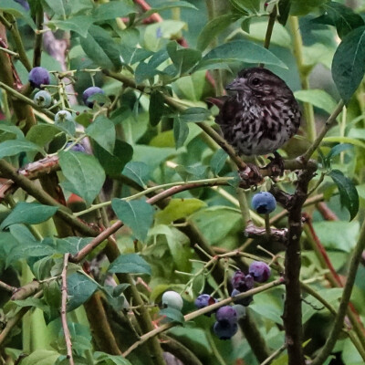 Sparrow in the backyard, Summer 2022