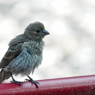 Juvenile finch in the backyard, Summer, 2022