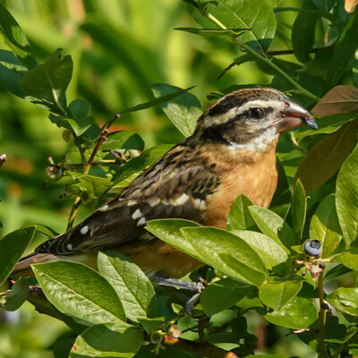 Black-headed Grosbeak in the backyard, Summer 2022.