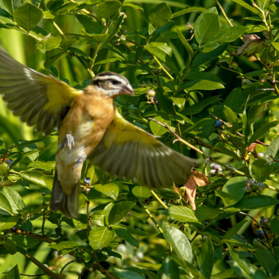Black-headed Grosbeak in the backyard, Summer 2022.
