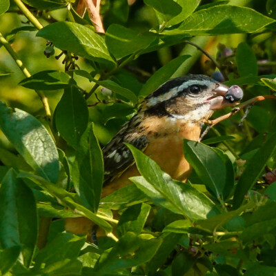 Grosbeak with a blueberry in the backyard, Summer 2022