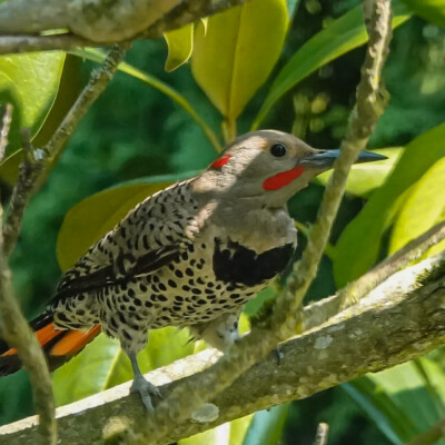 Flicker in the backyard, Summer 2022