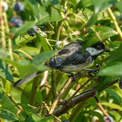 Chickadee picking out a blueberry in the backyard, Summer 2022
