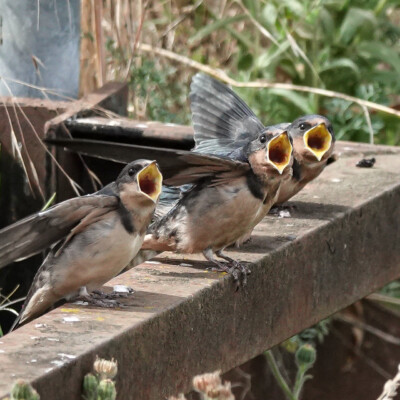 Young swallows calling to be fed, Tualatin NWR, Summer 2022.