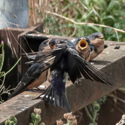Young swallows being fed, Tualatin NWR, Summer 2022.