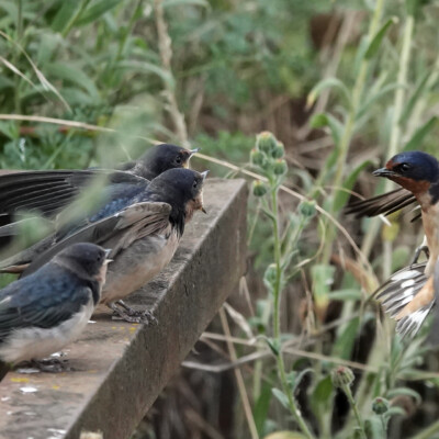 Swallows, Tualatin NWR, Summer 2022.