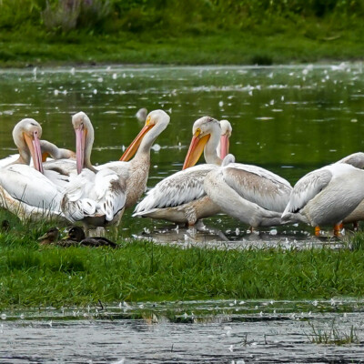 White Pelicans, Tualatin NWR, Summer 2022
