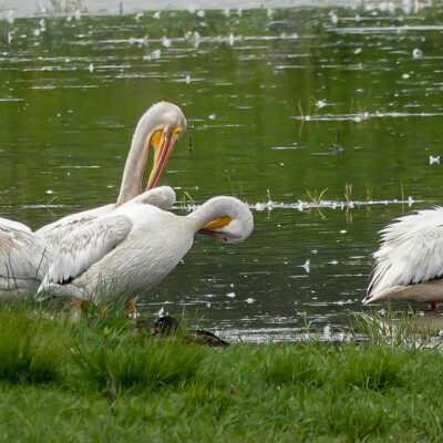 White Pelicans, Tualatin NWR, Summer 2022