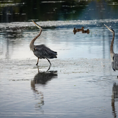 Dancing Blue Herons, Tualatin NWR, Summer 2022