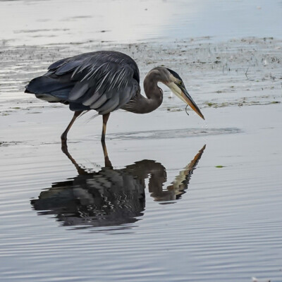 Heron, Tualatin NWR, Summer 2022
