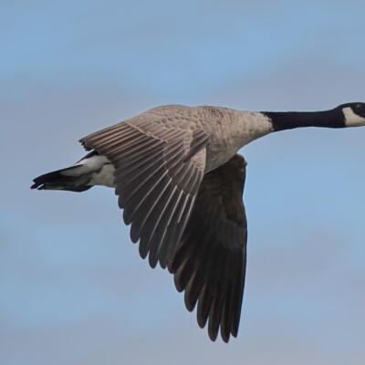 Canada Goose, Tualatin NWR, Summer 2022