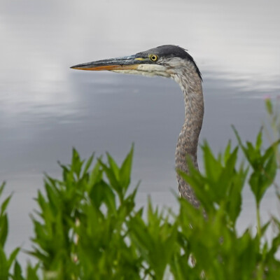 Heron, Tualatin NWR, Summer 2022