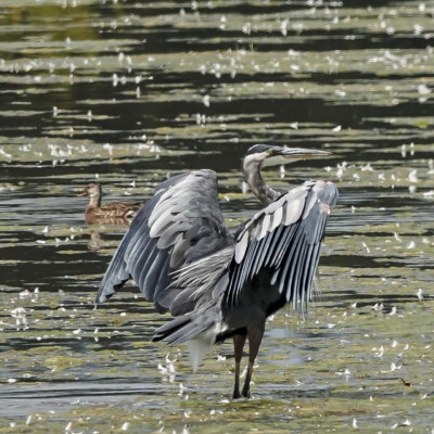 Heron, Tualatin NWR, Summer 2022