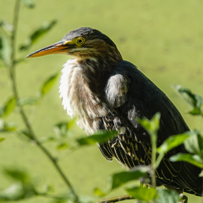 Green Heron, Fernhill Wetlands, Summer 2022