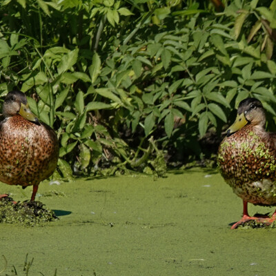 Well-fed Mallards, Fernill, Summer 2022