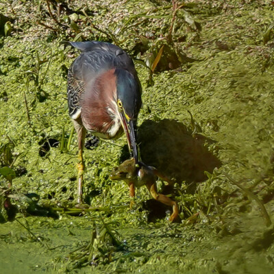Green Heron with a frog, Fernhill Wetlands, Summer 2022