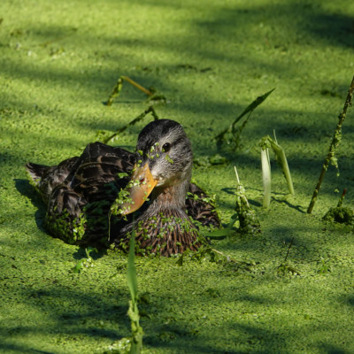 Mallard, Fernhill Wetlands, Summer 2022