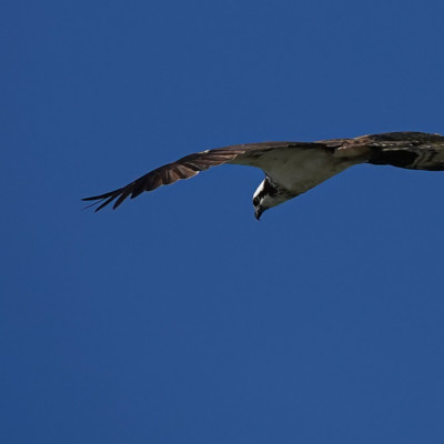 Osprey, Fernhill Wetlands, Summer 2022