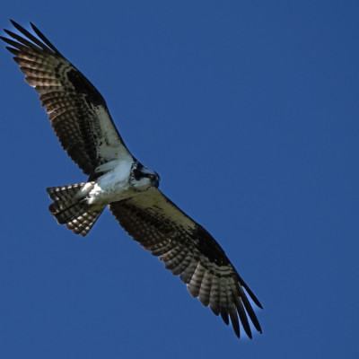Osprey, Fernhill Wetlands, Summer 2022
