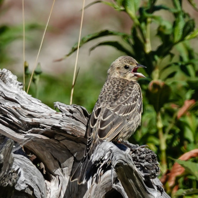 Red-winged Blackbird, Fernhill, Summer 2022