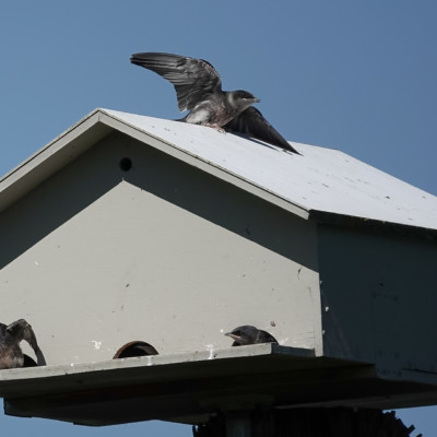 Purple Martins in their condo, Fernhill, 2022