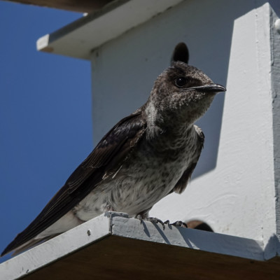 Purple Martin, Fernhill Wetlands, Summer 2022