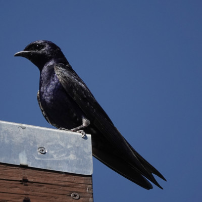 Purple Martin, Fernhill Wetlands, Summer 2022