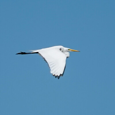 Egret, Fernill Wetlands, Summer 2022