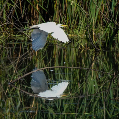 Egret, Fernill Wetlands, Summer 2022