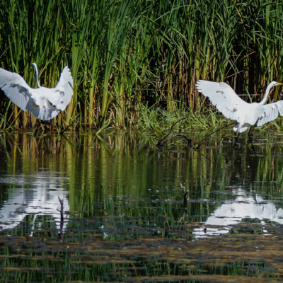 Egrets, Fernill Wetlands, Summer 2022