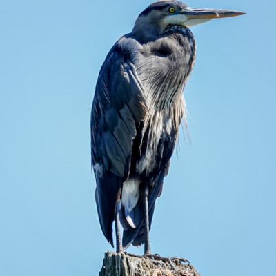 Great Blue Heron, Fernhill, Summer 2022