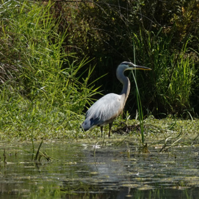 Heron, Fernhill Wetlands, Summer 2022