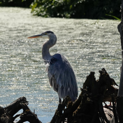 Heron, Fernhill Wetlands, Summer 2022