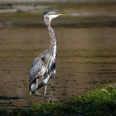 Great Blue Heron, Neskowin, Summer 2022 High-stepping Heron fishing for breakfast in the Neskowin Creek at low tide.