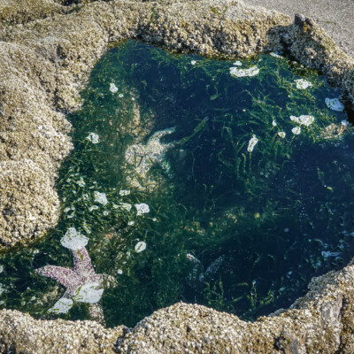 Tidepool in a petrified tree trunk, Neskowin, Summer 2022