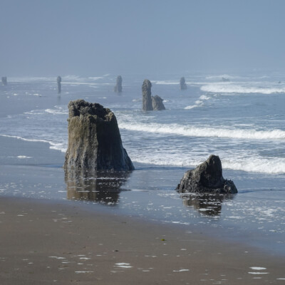 Neskowin Ghost Forest, Summer 2022