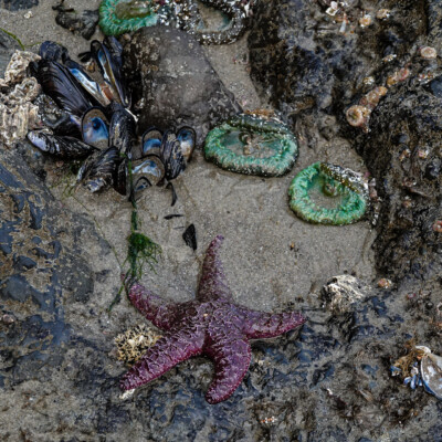 Tidepool life, Neskowin, Summer 2022