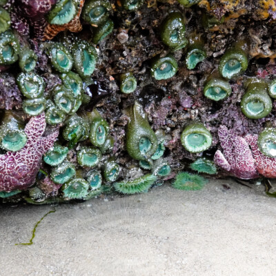Tidepool life, Neskowin, Summer 2022