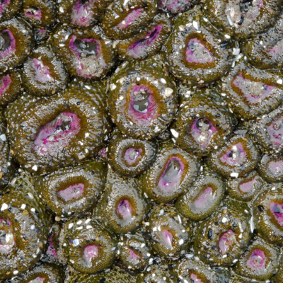 Tidepool life, Neskowin, Summer 2022