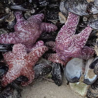 Tidepool life, Neskowin, Summer 2022