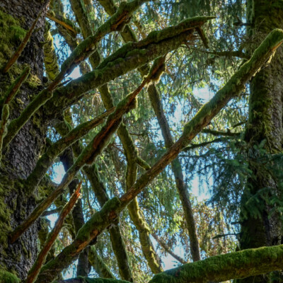 Heading up into Cascade Head Preserve.
