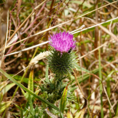 Cascade Head Trail, Summer 2022