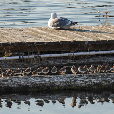 Gull and Dunlin, Manzanita, Fall 2022