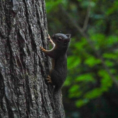 Squirrel, Manzanita, Fall 2022