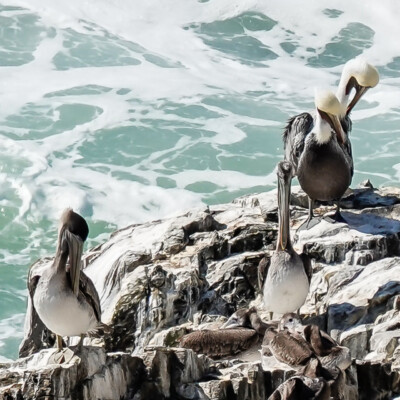 Pelicans, Manzanita, Fall 2022