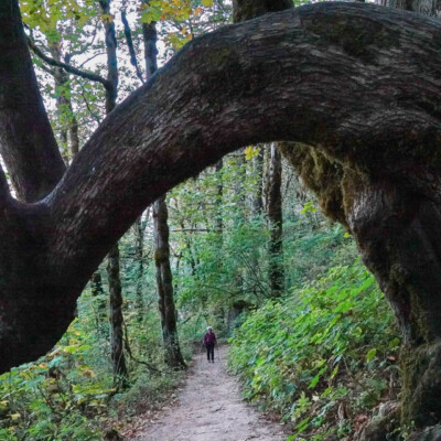 Latourell Falls Trail, Fall 2022
