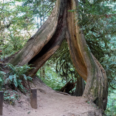 Latourell Falls Trail, Fall 2022