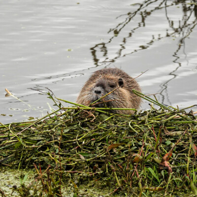 Nutria, Tualatin NWR, Fall 2022