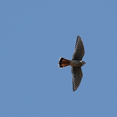 Kestrel, Tualatin River NWR, Fall 2022